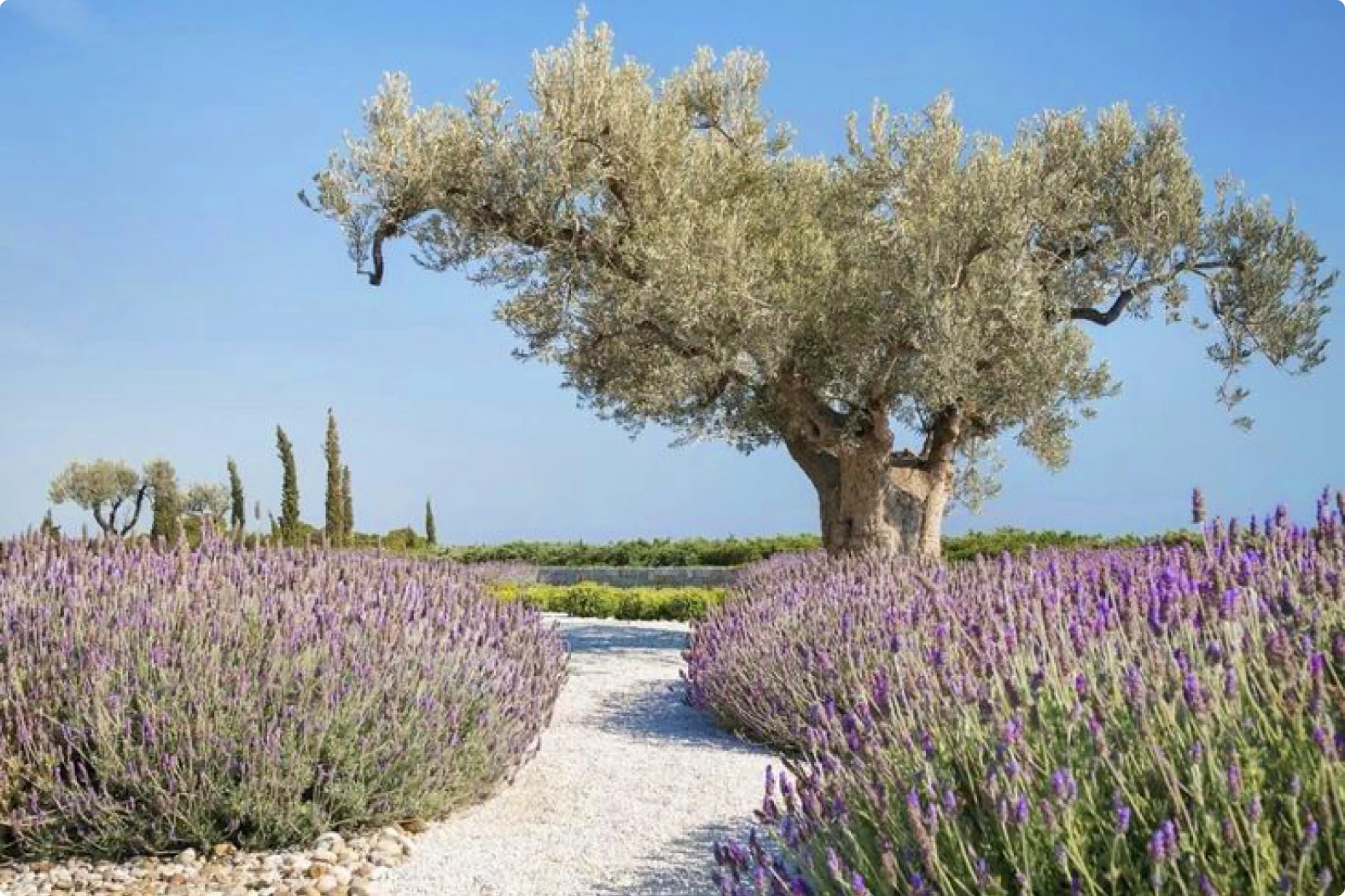 Olive tree surrounded by lavender 